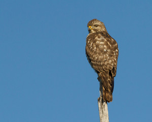 Broad-winged Hawk