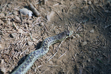 Austin Creek State Recreation Area - park encompassing an isolated wilderness area. Its includes ravines, grassy hillsides, oak-capped knolls, and rocky summits offering glimpses offering glimpses.