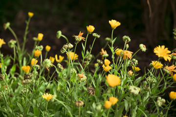 Ringelblume, Calendula