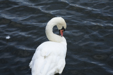 Obraz premium White swan / White swan lake