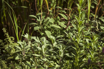 Salbei, Behandlung von Halsschmerzen