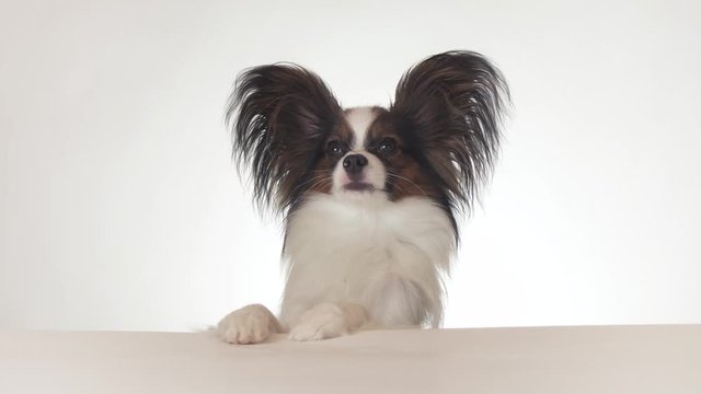 Beautiful young male dog Continental Toy Spaniel Papillon looks around close-up on white background stock footage video