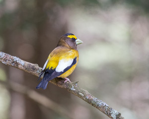 Evening Grosbeak