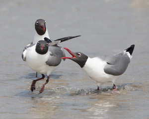 Laughing Gull