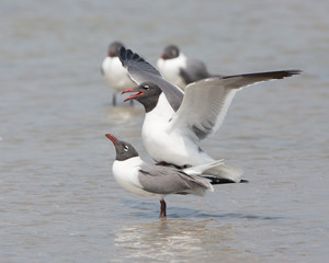Obraz premium Laughing Gull