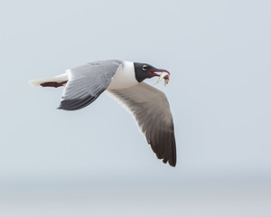 Laughing Gull