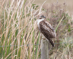 Red-tailed Hawk