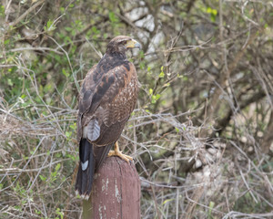 Harris's Hawk