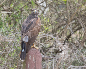 Harris's Hawk