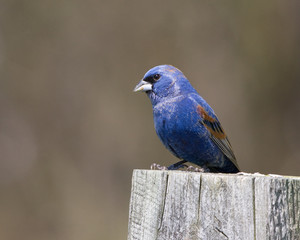 Blue Grosbeak