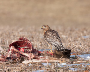 Red-shouldered Hawk