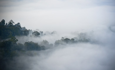 Forested mountain  mist and sky