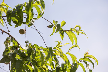Weinbergpfirsich, Obst