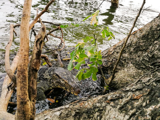 Thai water monitor (Varanus Salvator) swimming. 