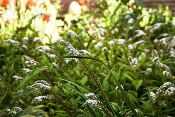 Weißer Felberich, Lysimachia clethroides