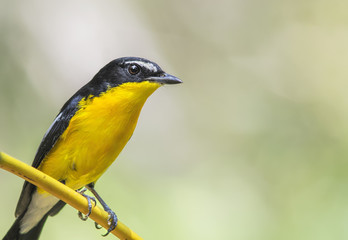 Yellow-rumped Flycatcher