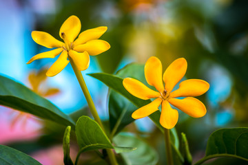Yellow flower golden gardenia and green leaves background