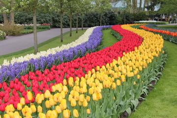 チューリップ