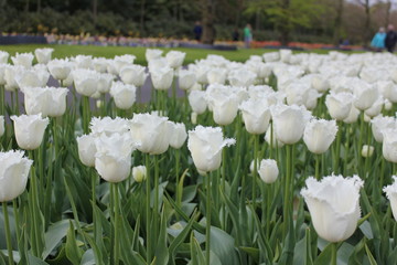 チューリップ