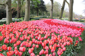 チューリップ