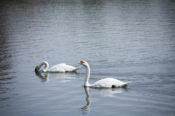 White swans / white swan lake