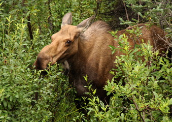 Moose eating 