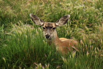 You can not see me hiding in the grass.