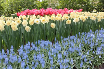 スイセンとチューリップ