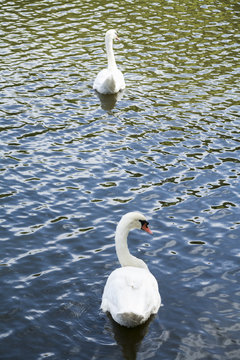White swans / white swan lake