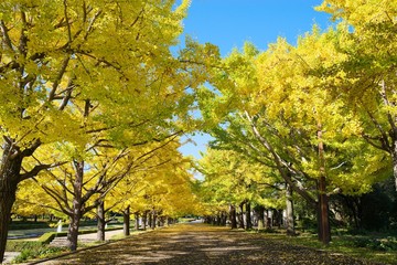  The ginkgo turned yellow