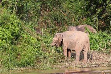 Fototapeta premium Borneo Pygmy Elephant (Elephas maximus borneensis) - ボルネオゾウ