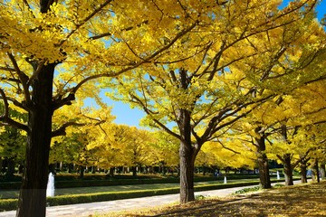  The ginkgo turned yellow