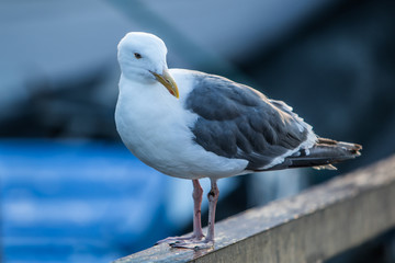Close up of a Seagull on the dock 