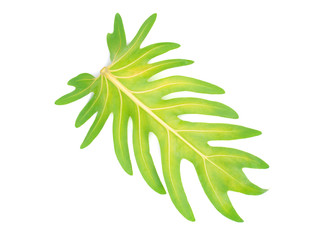 Tree leaf of tropical plant, vacation and relaxation