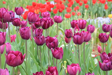 Row of red and yellow tulip flowers