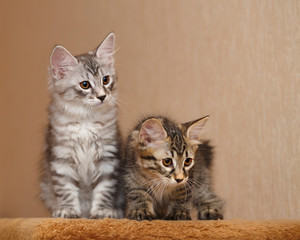 Two cute little bobtail kitten