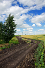 Sunny summer landscape with dirt rural road.Traveling through the countryside.Wheat field.Tula region,Russia.