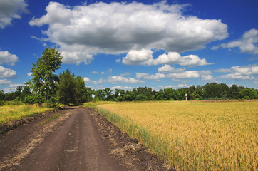 Sunny summer landscape with dirt rural road.Traveling through the countryside.Wheat field.Tula region,Russia.v
