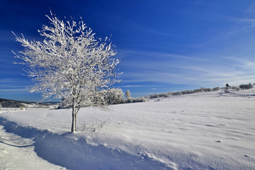 Fototapeta na wymiar Winter landscape, snow covered tree.