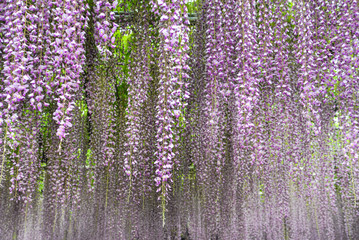 Purple Wisteria, Japan