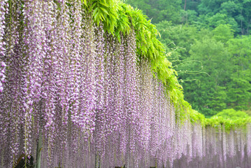 Purple Wisteria, Japan
