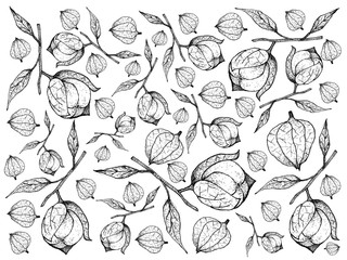 Hand Drawn of Fresh Tomatillos FruitBackground