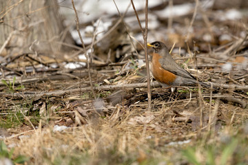 American Robin
