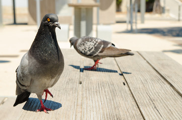 pigeon on the table