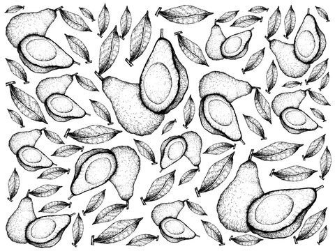 Hand Drawn of Fresh Green Avocados Background