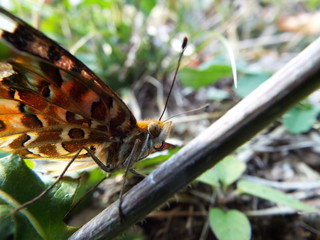 ツマグロヒョウモン orange butterfly