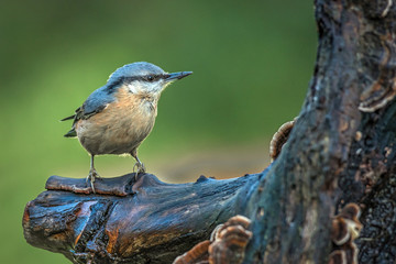 A detailed portrait of an alert looking nuthatch perched on a tree trunk staring to the right