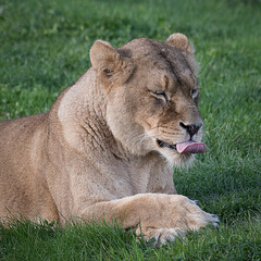 A detailed close portrait of a lioness lying on grass with her tongue out licking her lips and eyes closed in square format