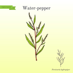 Water pepper persicaria hydropiper , or smartweed. knotweed, medicinal plant