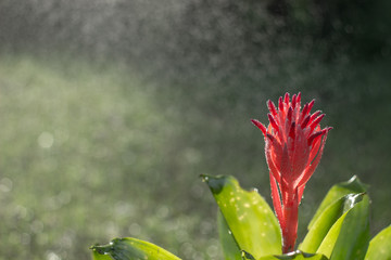 Obraz premium Pineapple color flower on the morning with beautiful sunlight and Bokeh background of rain. Flower that adorns the late summer and autumn garden with bright colors. Full, bright pink and red.
